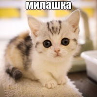 Алина Курская