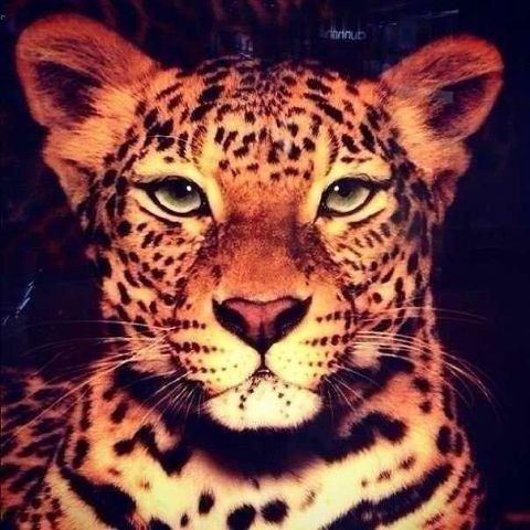 *** Бессердечная Леди***