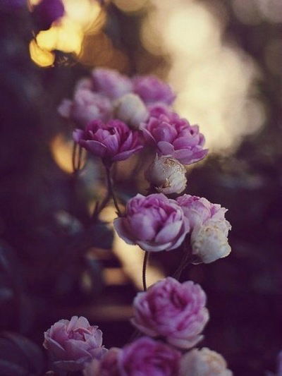 Соня Дущенко