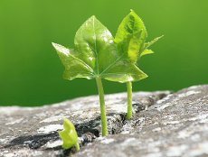 Инета Инета