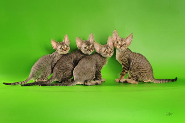 Ирина Мороз