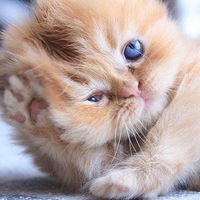 Елена Филатова