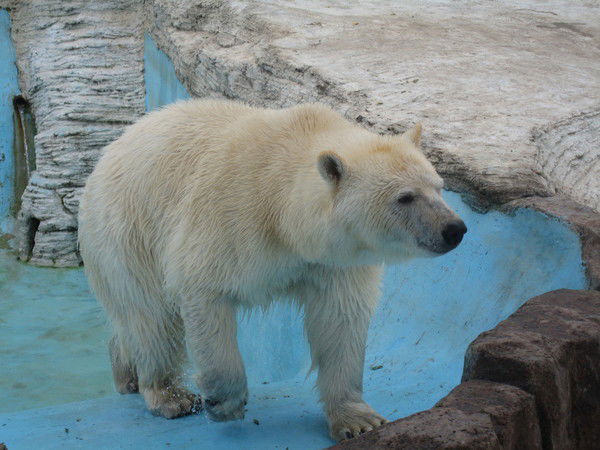 Павел Куцый