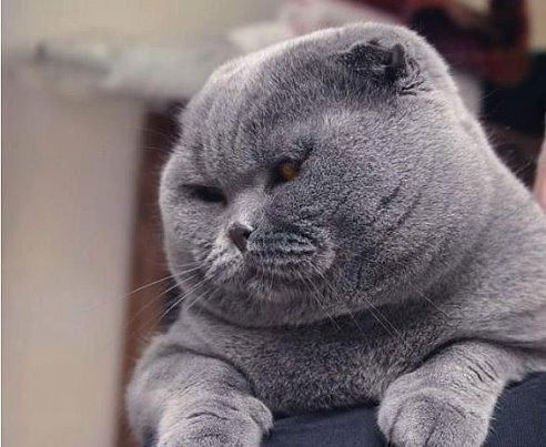 Анна Копылова