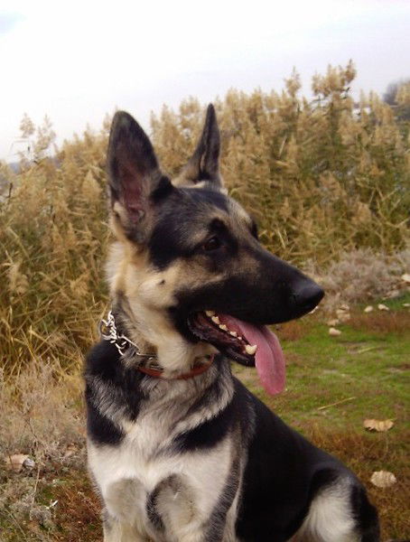 Карина Медведкова