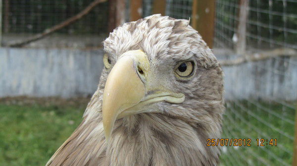 Константин Харютин