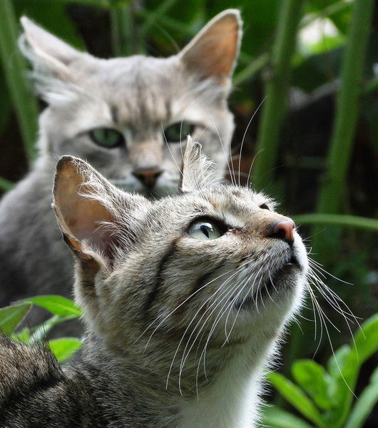 Ольга Папина