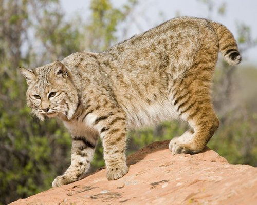 Анатолий Баклагин