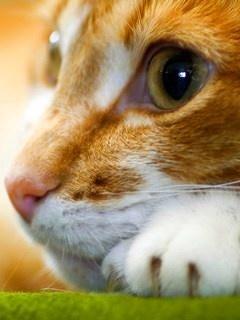 Даша Верина