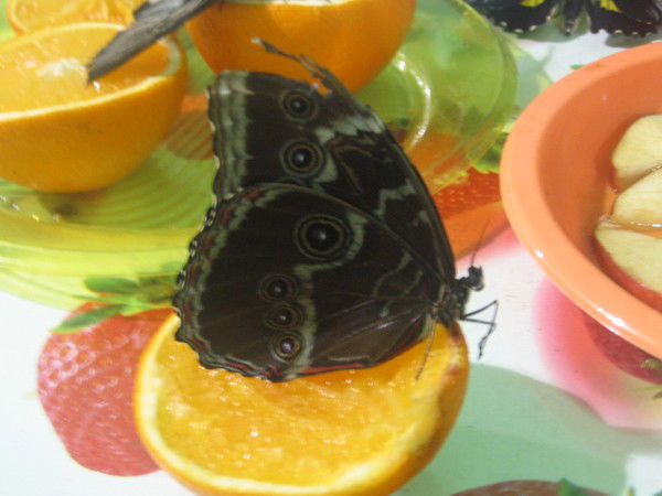 Елена Жигалова