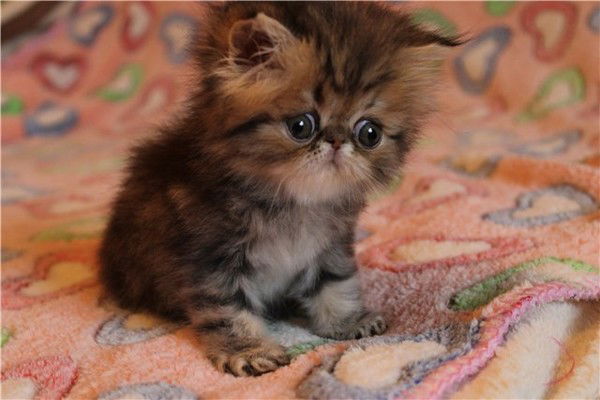 Наталья Богданова