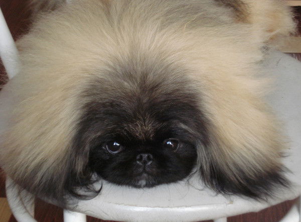 Елена Майборода