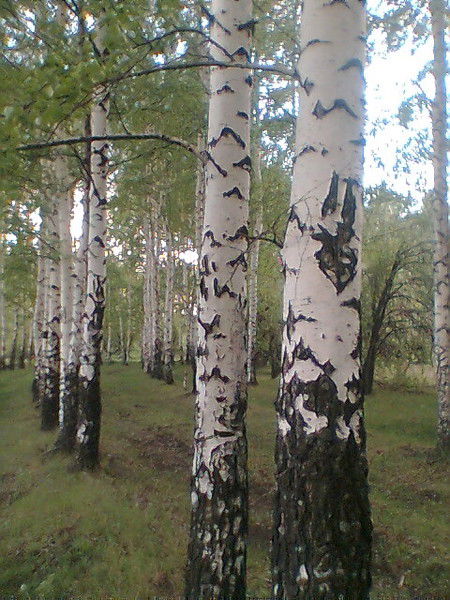 Дмитрий Голубев