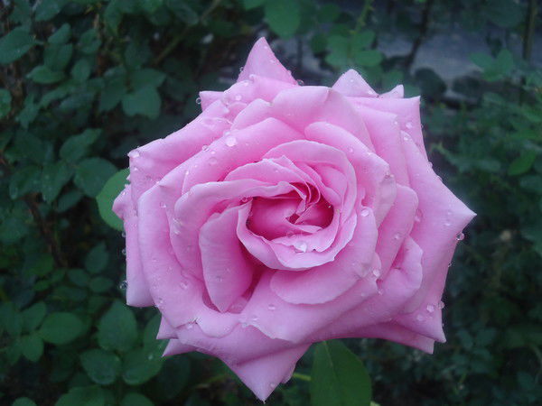 Валентина Мельникова