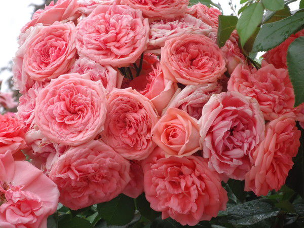 Надежда Евдокименко