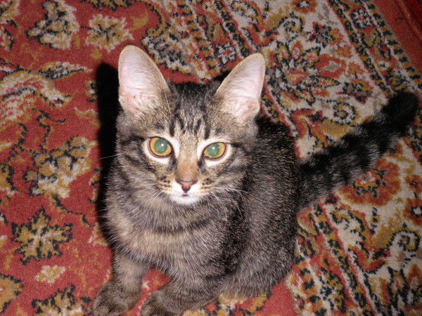 Нина Шункова