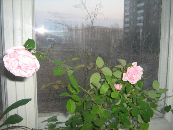 Светлана Рыбина