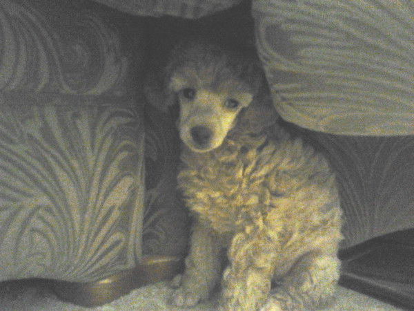 Никита Молчанов