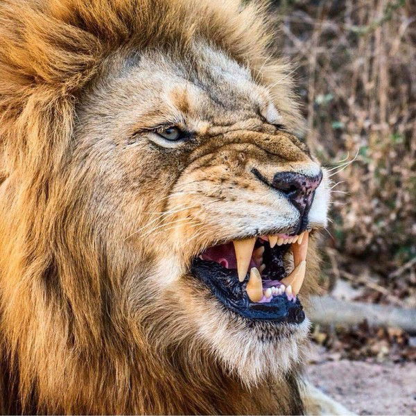 Михаил Ахмедов