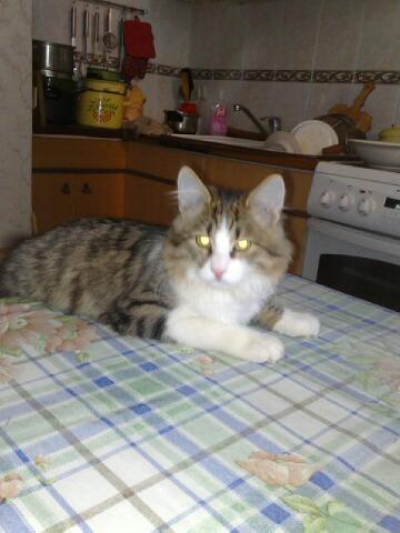 Николай Чумак