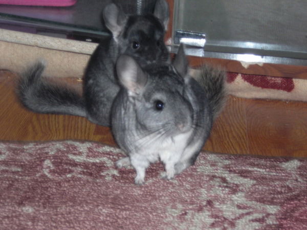 Наташа Войналович