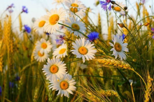 Наталья Гончарова