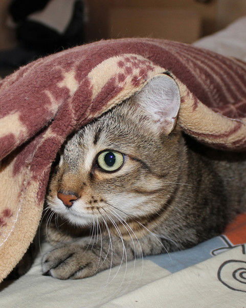 Ольга Самарская