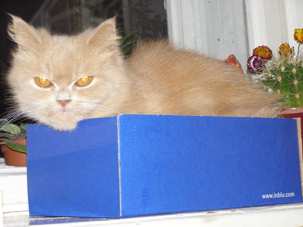 Ольга Тирон