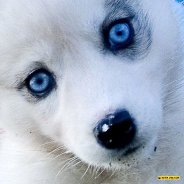 Оксана Леонтьева