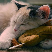 Татьяна Растегай