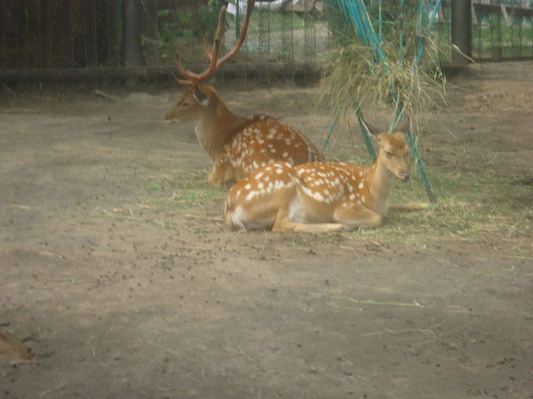 Марина Полякова