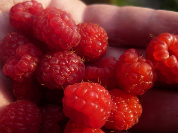 Екатерина Пестова