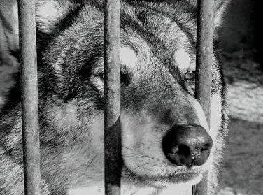 Николай Бондаренко