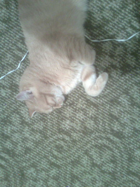 Аяжан Каденова