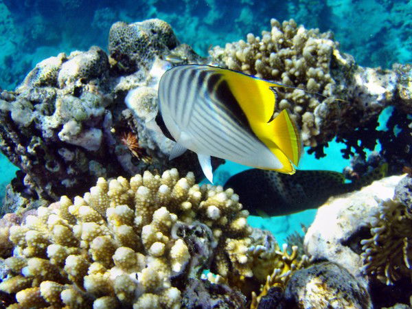 Наталья Приколота