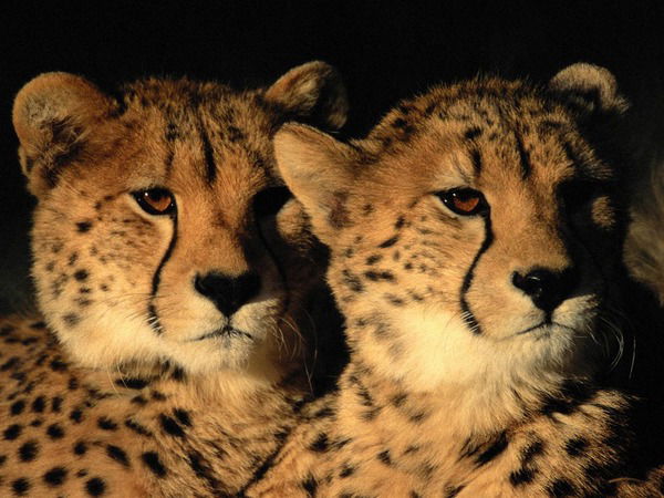 Служба Такси Гепард