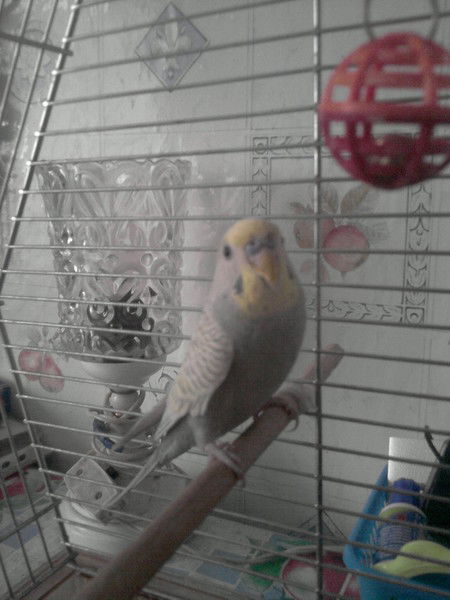 Мария Лобанова