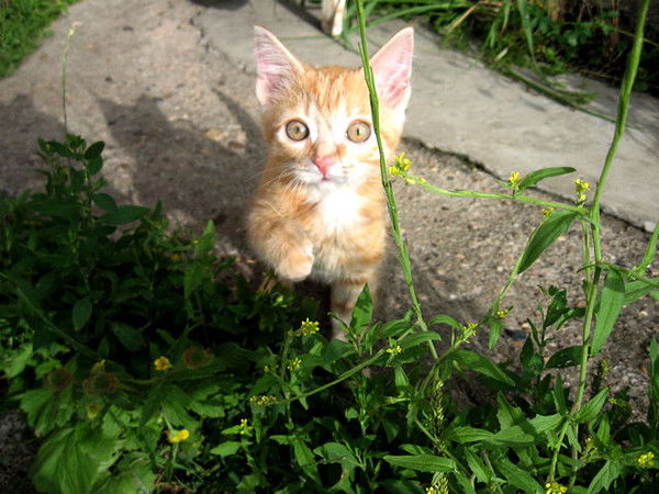 Александр Алексеев