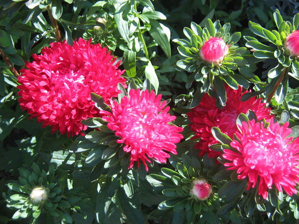 Людмила Сухвал