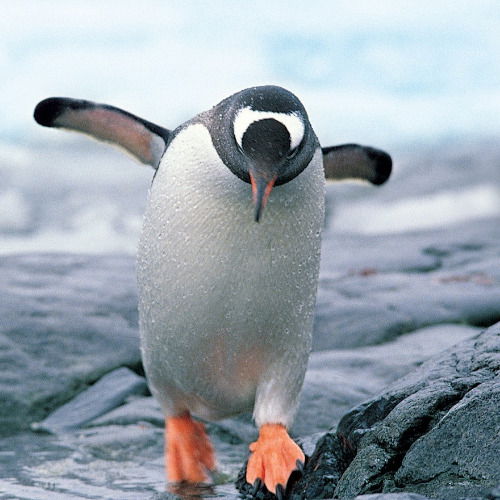 Вячеслав Билозор