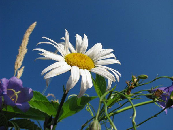 Ромашка Ромашка