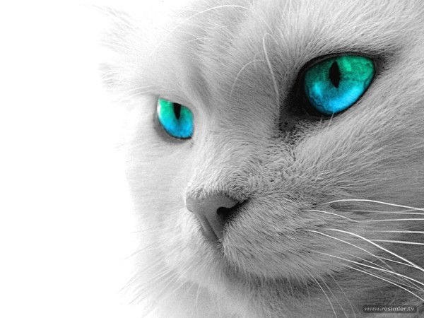 Елена Смирнова