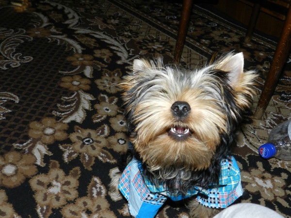 Елена Нестерова