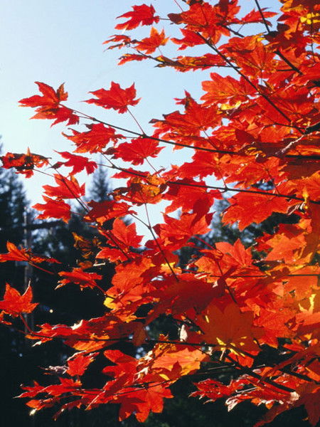 Эльвира Закирова