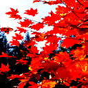 Эльвира Закирова