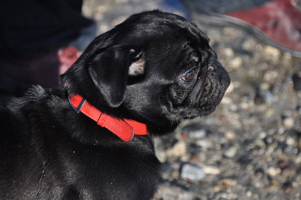 Пакуля Ольга