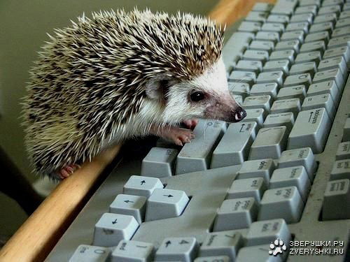 Николай Мельниченко