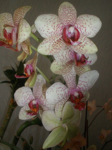 Светлана Сидоренко