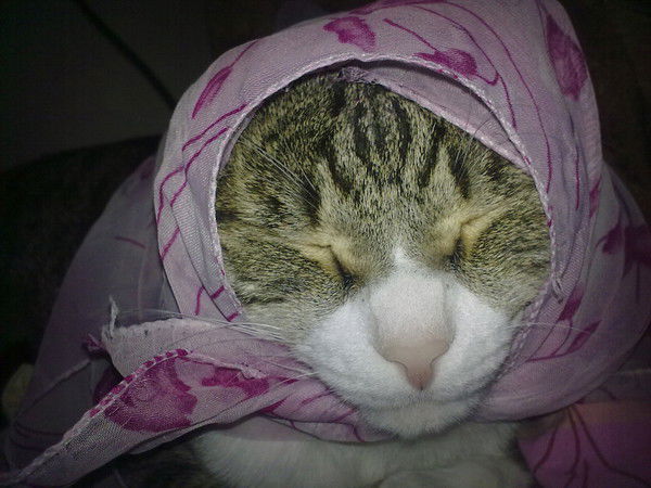 Алла Архипова