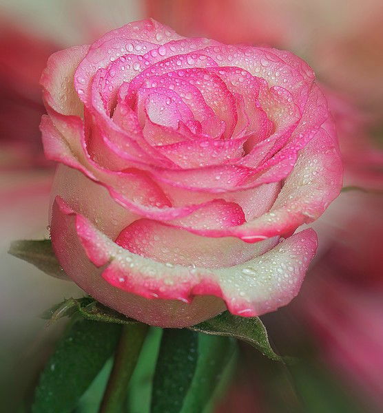 Анна Кулумбегова